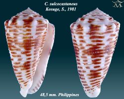Conus sulcocastaneus 2.jpg
