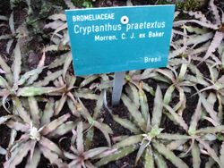Cryptanthus praetextus (jardin des serres d'Auteuil à Paris, France).jpg
