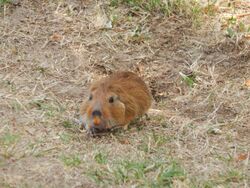 Ctenomys pearsoni imported from iNaturalist photo 63212110 on 23 June 2020.jpg