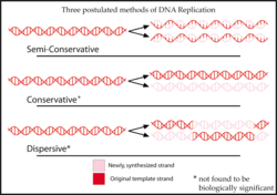 DNAreplicationModes.png