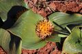 Daubenya capensis 94292202.jpg