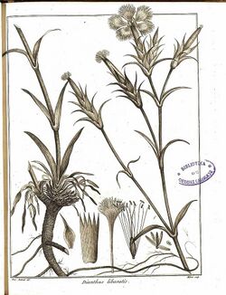 Dianthus libanotis illustration.jpg