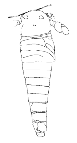 Dvulikiaspis menneri holotype drawing.png