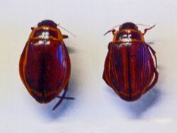 Dytiscidae - Dytiscus latissimus.JPG