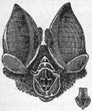 EB1911 Chiroptera Fig. 6.jpg