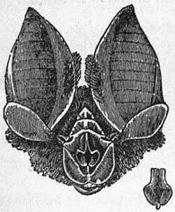 EB1911 Chiroptera Fig. 6.jpg