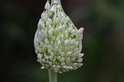 Elephant Garlic (Allium ampeloprasum) 2.jpg