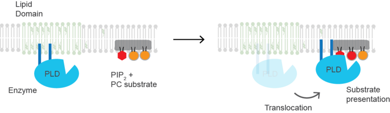 File:Enzyme translocation.png
