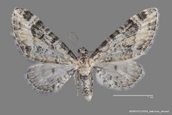 Eupithecia agnesata ASUHIC0115204 habitus dorsal 1552960870 lg.jpg