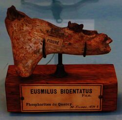 Eusmilus bidentatus.JPG