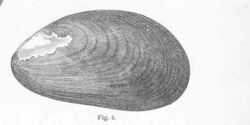 FMIB 51188 Black Horse Mussel, Modiola nigra.jpeg