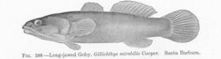 FMIB 52160 Long-jawed Goby, Gillichthys mirabilis Cooper Santa Barbara.jpeg