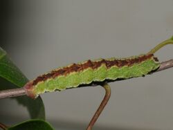 Geometra papilionaria (larva) - Large emerald (caterpillar) - Большая зелёная пяденица (гусеница) (39126902870).jpg