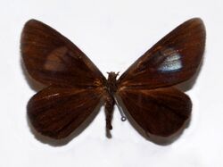 Geometridae - Drymoea alcera.jpg