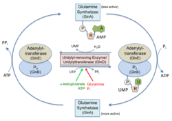 Glutamine synthase regulation by PII proteins.png