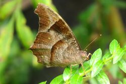 Great Evening Brown (Melanitis zitenius), Cambodia.JPG
