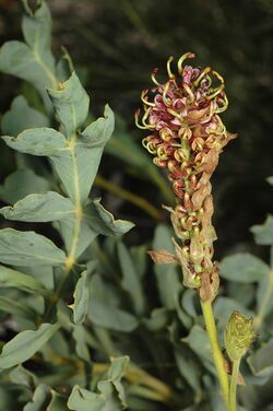 Grevillea eryngioides.jpg