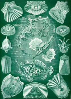 Haeckel Teleostei.jpg