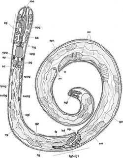 Helminthope psammobionta dorsal schematic.jpg