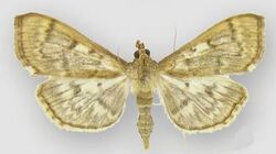 Herpetogramma aeglealis female1.JPG