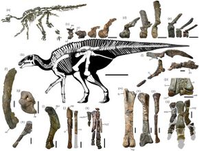 Holotype skeleton of Kamuysaurus.jpg