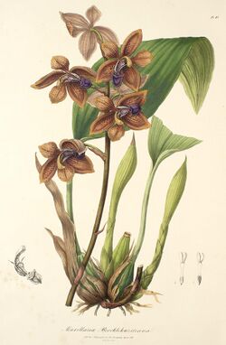 Houlletia brocklehurstiana (as Maxillaria brocklehurstiana) - Sertum - Lindley pl. 43 (1838).jpg