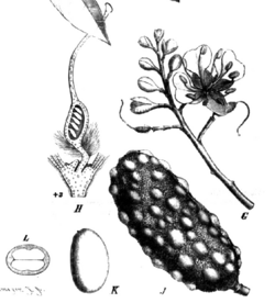 Hymenaea verrucosa Taub77c.png