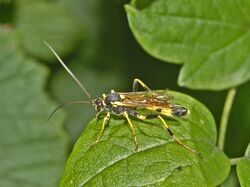 Ichneumonidae - Amblyteles armatorius.JPG