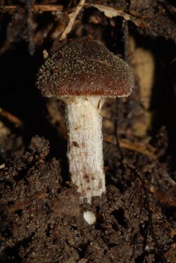 Inocybe calamistratoides 45417.jpg