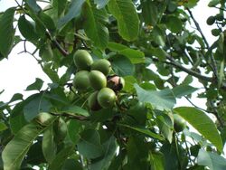 Juglans regia, walnut, with ripening nuts.JPG