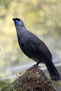 Kōkako.jpg