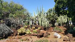 KCC Cactus Garden.jpg