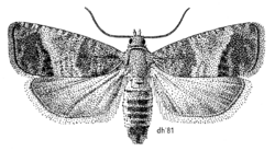 LEPI Tortricidae Cydia pomonella.png