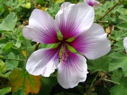 Lavatera maritima.JPG