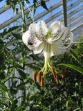 Lilium taliense.jpg