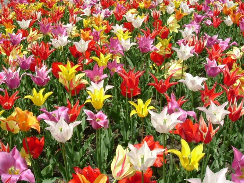 File:Lily flowered tulip.jpg