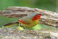 Liocichla phoenicea - Chiang Mai.jpg