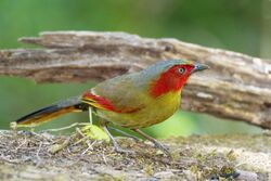 Liocichla phoenicea - Chiang Mai.jpg