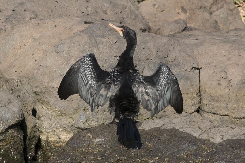 File:Long-tailed cormorant (Microcarbo africanus) drying wings.jpg