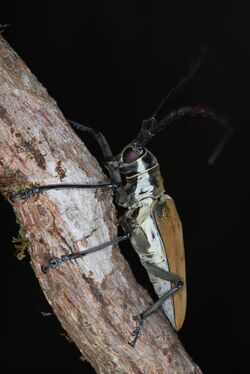 Longhorn Beetle (Batocera numitor ferruginea) (8757710380).jpg