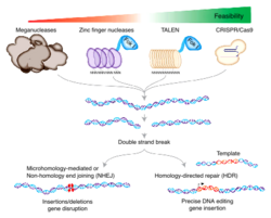 MEGANUCLEASE-ZFN-TALEN-CRISPR-text-to-path.svg
