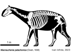 Macrauchenia patachonica Skeletal (cropped).png