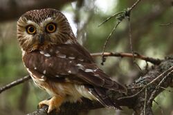 Male Northern Saw-whet Owl (7364047820).jpg
