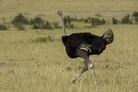 Masai Mara National Reserve 17 - common ostrich (Struthio camelus).jpg
