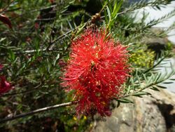 Melaleuca fulgens (flowers 1).JPG