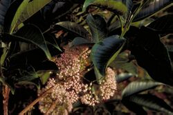 Melicope bonwickii (pink).jpg
