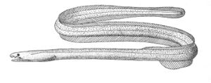 Muraenichthys gymnopterus.jpg