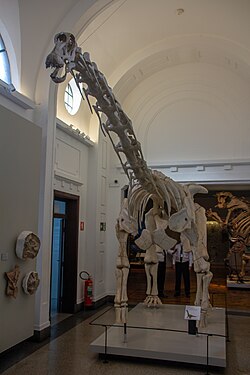 Museum of Zoology of the University of São Paulo 2018 25.jpg