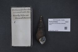 Naturalis Biodiversity Center - RMNH.MOL.169797 - Sulcospira circumstriata (Metcalfe, 1851) - Pachychilidae - Mollusc shell.jpeg