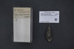 Naturalis Biodiversity Center - RMNH.MOL.169898 - Semisulcospira reiniana (Brot, 1877) - Semisulcospiridae - Mollusc shell.jpeg